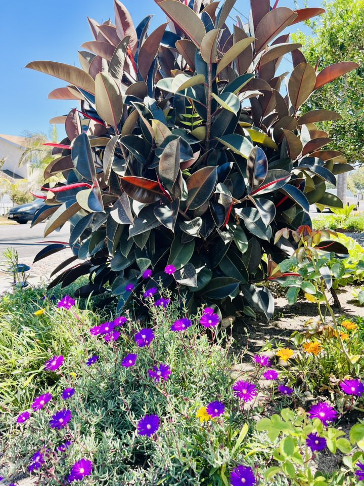 Cây đa búp đỏ mọc sum suê ở phía vườn sát đường đi, bên dưới là thảm hoa tím nhỏ xinh như điểm tô cho nền vườn thêm sinh động.