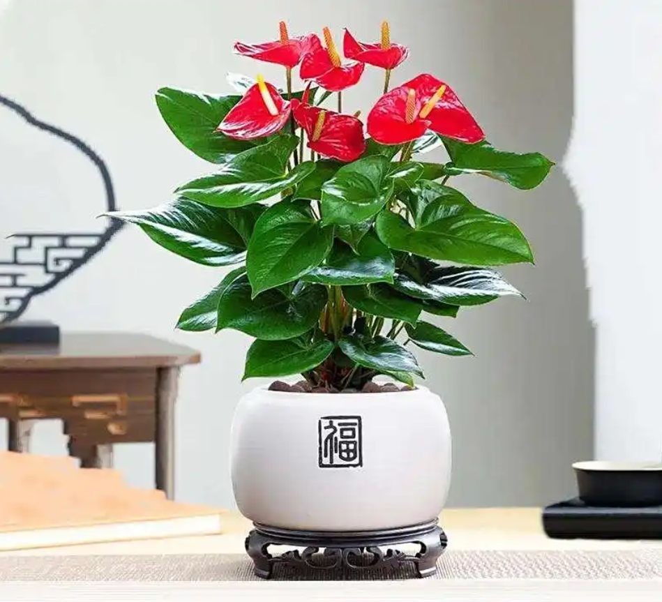 Hồng môn với sắc đỏ rực rỡ và nhụy vàng nổi bật, biểu tượng cho may mắn và tình yêu. Ảnh: Baidu