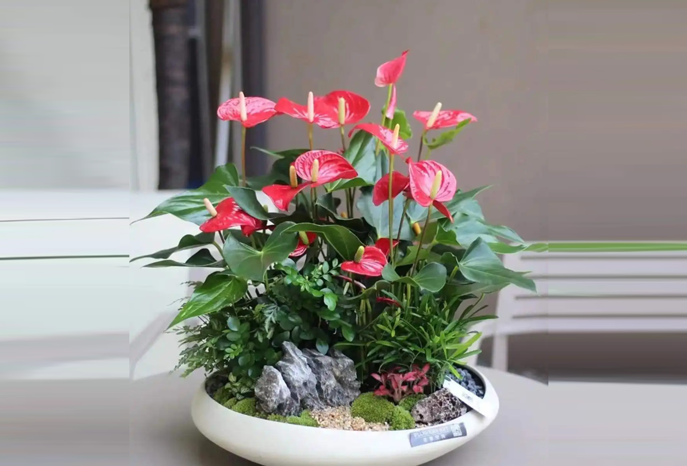 Chậu hồng môn trang trí trong nhà, không chỉ làm đẹp không gian mà còn mang ý nghĩa phong thủy thu hút tài lộc và thịnh vượng. Ảnh: Baidu