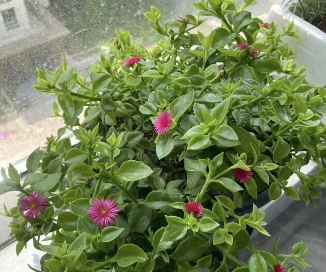 4 loài hoa càng trồng càng đẹp người, đẹp nhà, lại còn ăn được, giúp cơ thể khỏe từ trong ra ngoài - 1