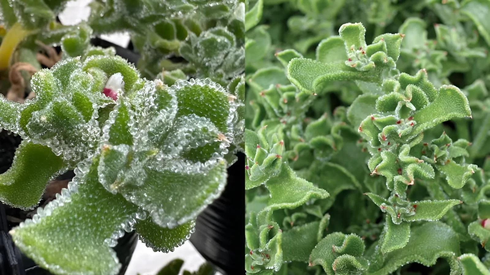 Rau kim cương từng khiến mạng xã hội rần rần vì vẻ ngoài khá lạ, đẹp mắt, lấp lánh như kim cương và hương vị được nhận xét là không giống với bất kỳ loại rau xanh nào khác. 