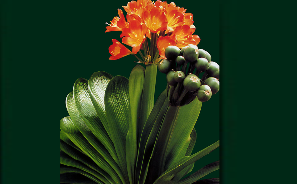 Lan quân tử với lá xanh mướt, hoa đỏ rực rỡ vừa làm đẹp không gian, vừa mang đến năng lượng tích cực, may mắn và thịnh vượng cho gia chủ. Ảnh: Baidu