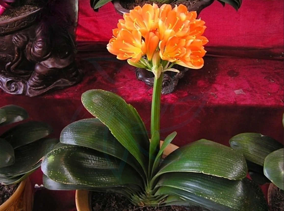 Lan quân tử không chỉ mang giá trị phong thủy mà còn góp phần làm đẹp không gian sống, tạo cảm giác thư thái và cân bằng năng lượng. Ảnh: Baidu