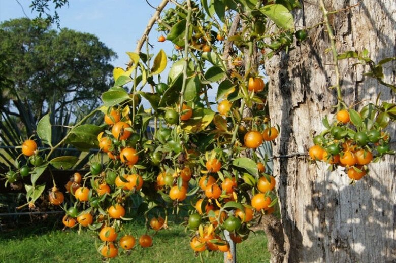 Cây mọc dại cho không ai lấy nay lên đời thành đặc sản, hoa lộng lẫy, quả ngon, trồng trong nhà giúp giữ nhà, chiêu lộc - 2