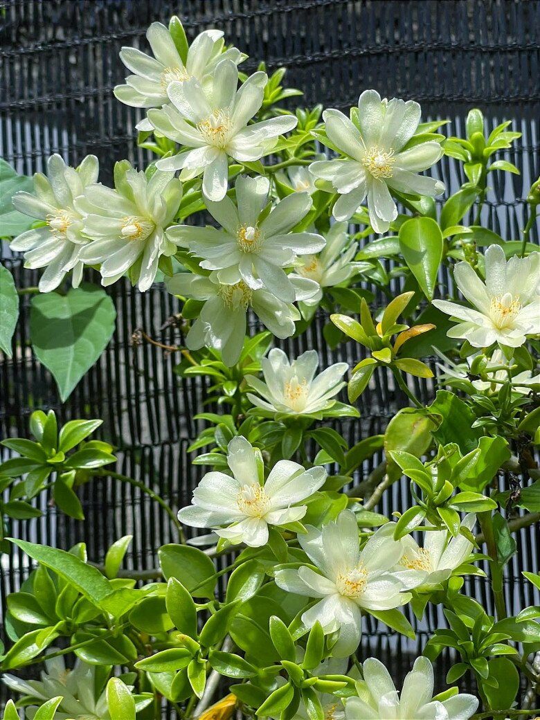 Cây mọc dại cho không ai lấy nay lên đời thành đặc sản, hoa lộng lẫy, quả ngon, trồng trong nhà giúp giữ nhà, chiêu lộc - 3