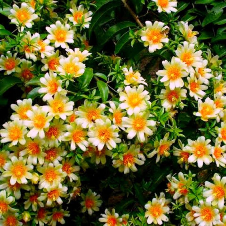 Hoa của cây chanh nho leo.