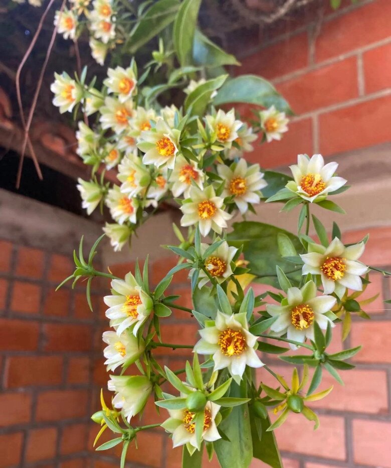 Cây mọc dại cho không ai lấy nay lên đời thành đặc sản, hoa lộng lẫy, quả ngon, trồng trong nhà giúp giữ nhà, chiêu lộc - 5