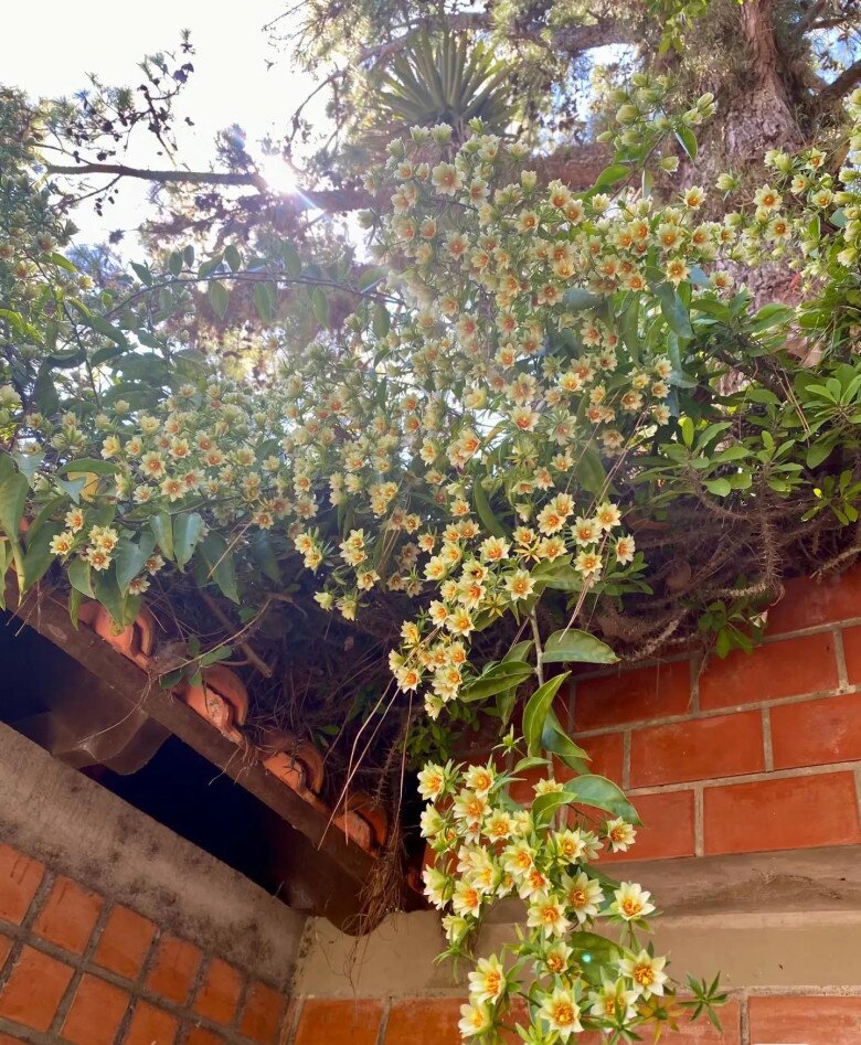 Cây mọc dại cho không ai lấy nay lên đời thành đặc sản, hoa lộng lẫy, quả ngon, trồng trong nhà giúp giữ nhà, chiêu lộc - 6