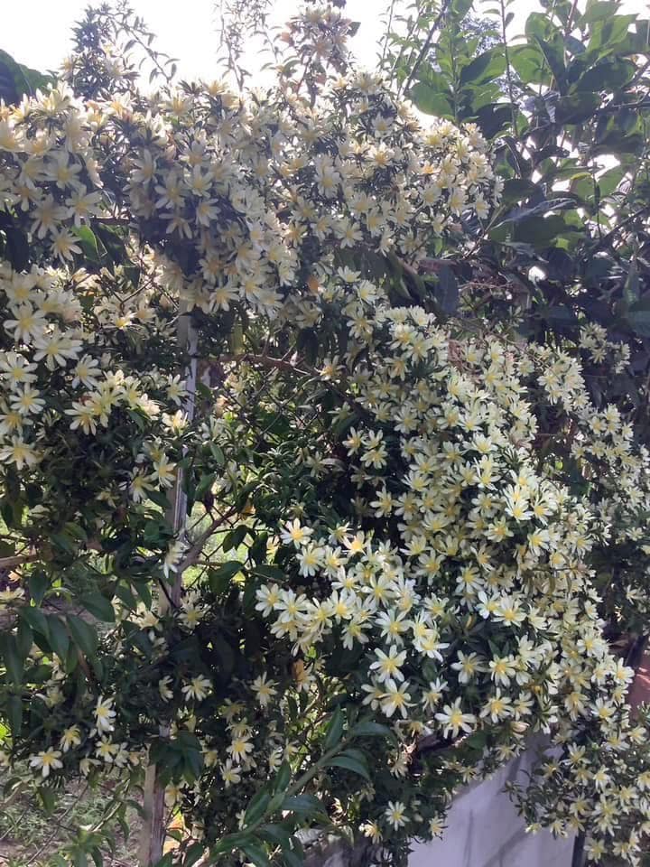 Cây mọc dại cho không ai lấy nay lên đời thành đặc sản, hoa lộng lẫy, quả ngon, trồng trong nhà giúp giữ nhà, chiêu lộc - 8