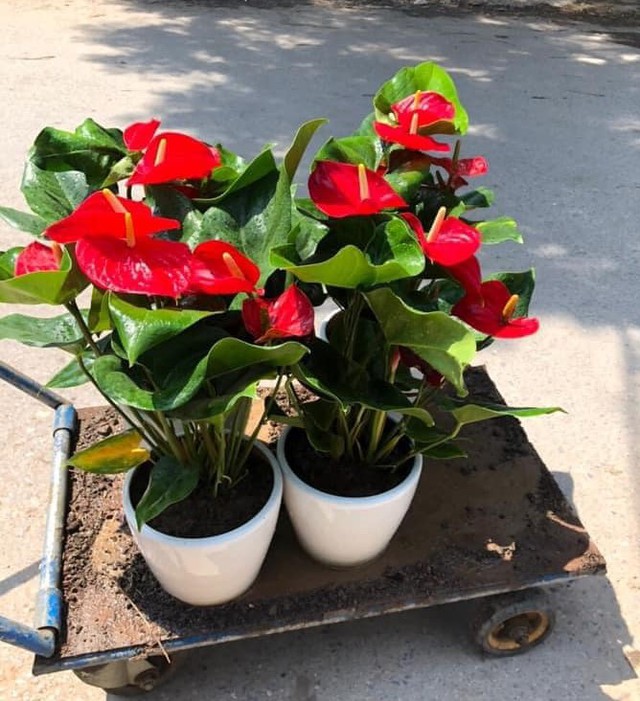 Hồng môn là cây cảnh phong thủy phổ biến. Ảnh PT