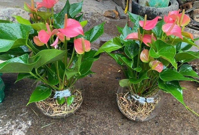 Hồng môn ngoài trồng đất, trồng thủy sinh cũng rất bền và đẹp. Ảnh PT