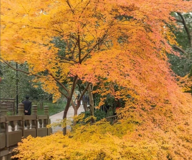 Trồng 4 cây amp;#34;báu vật truyền đờiamp;#34; này trong sân nhà, tiền tài tự đến, phúc lộc nở hoa - 1