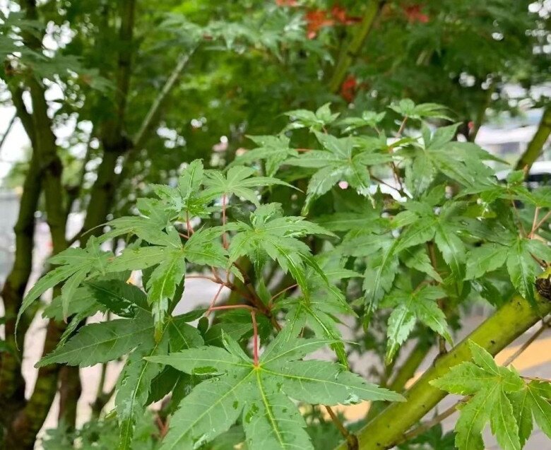 Trồng 4 cây amp;#34;báu vật truyền đờiamp;#34; này trong sân nhà, tiền tài tự đến, phúc lộc nở hoa - 2