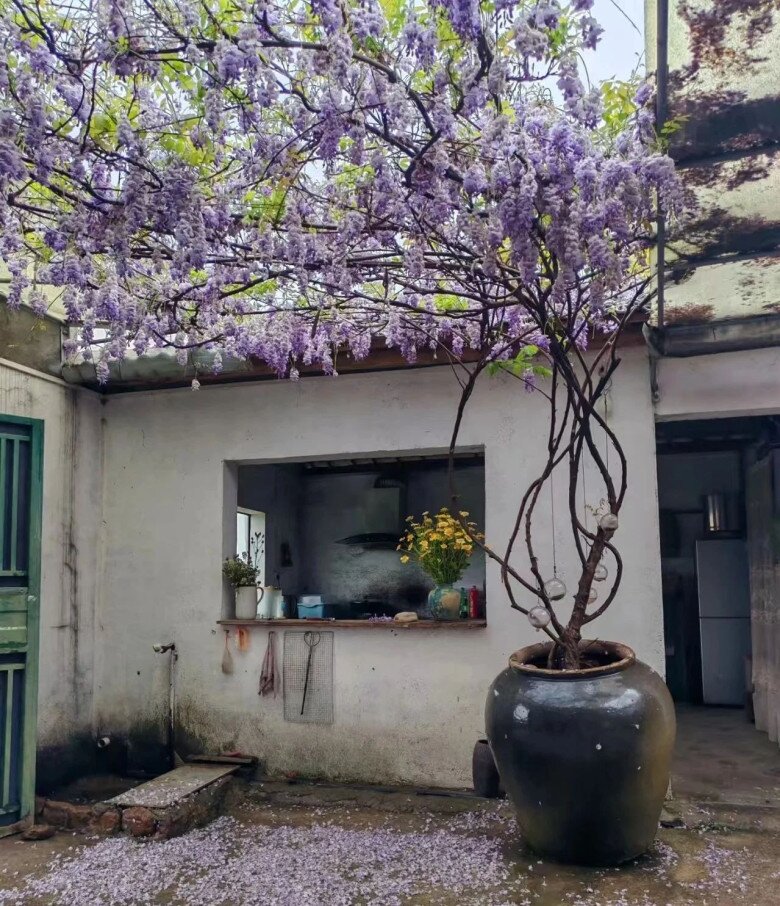 Trồng 4 cây amp;#34;báu vật truyền đờiamp;#34; này trong sân nhà, tiền tài tự đến, phúc lộc nở hoa - 3