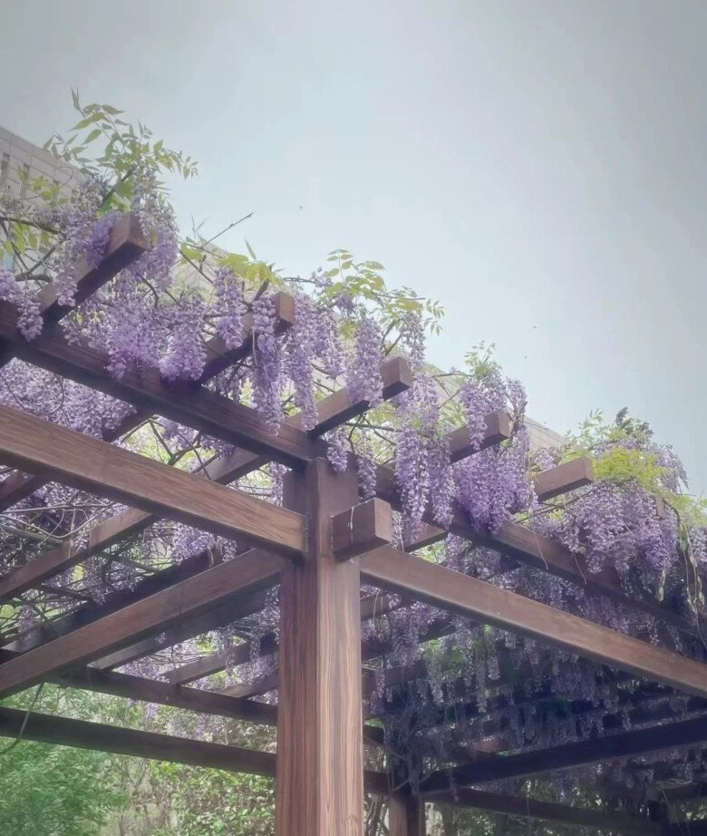 Trồng 4 cây amp;#34;báu vật truyền đờiamp;#34; này trong sân nhà, tiền tài tự đến, phúc lộc nở hoa - 4