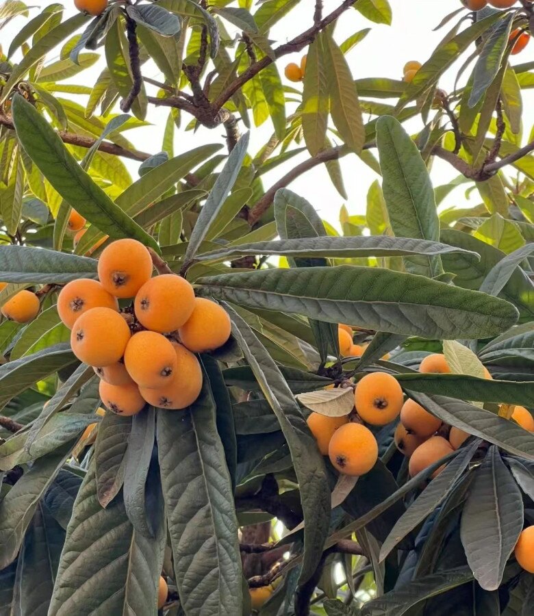 Trồng 4 cây amp;#34;báu vật truyền đờiamp;#34; này trong sân nhà, tiền tài tự đến, phúc lộc nở hoa - 5