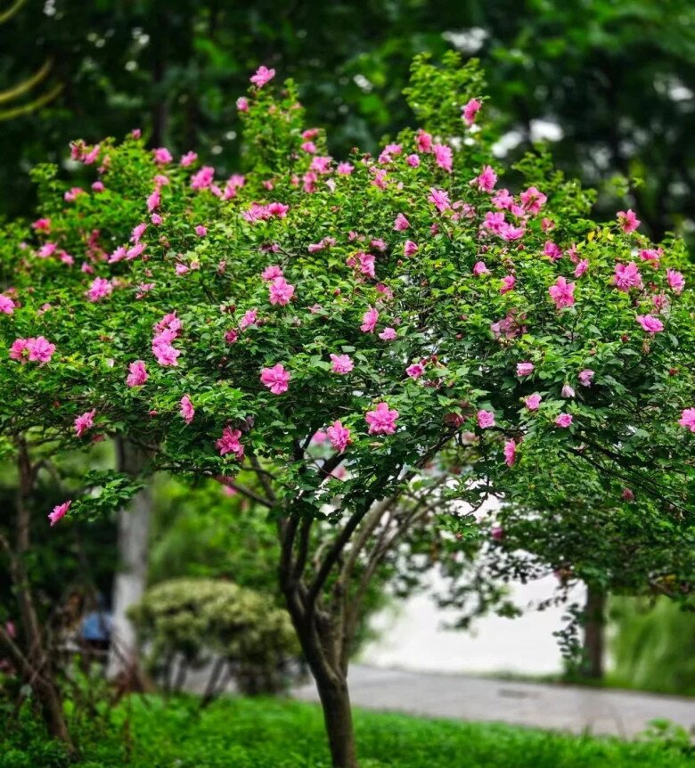 Trồng 4 cây amp;#34;báu vật truyền đờiamp;#34; này trong sân nhà, tiền tài tự đến, phúc lộc nở hoa - 6