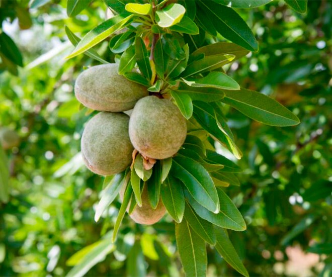 Loại quả được đánh giá tốt bậc nhất thế giới, ở Việt Nam trồng bạt ngàn giá 150.000/kg, tốt cho sức khoẻ - 1