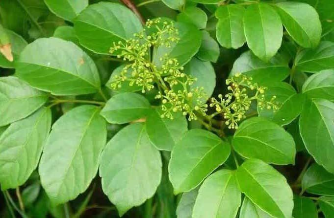 Lá chè dây tươi trong bài thuốc chữa viêm dạ dày do vi khuẩn H.P.