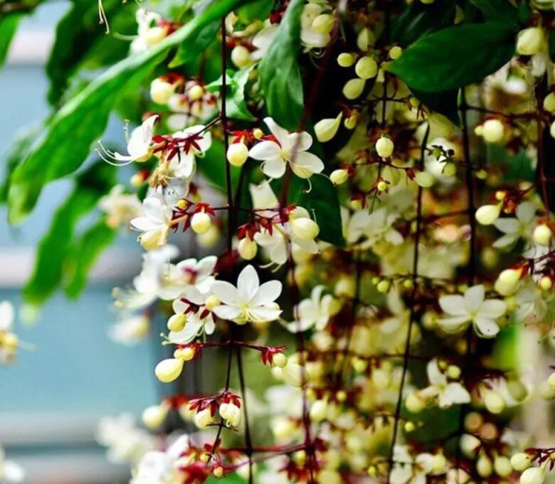 Cây dại vào chậu đẹp hơn hoa lan, thơm hơn nhài, trồng trong nhà giúp chiêu ngọc, rước may - 6