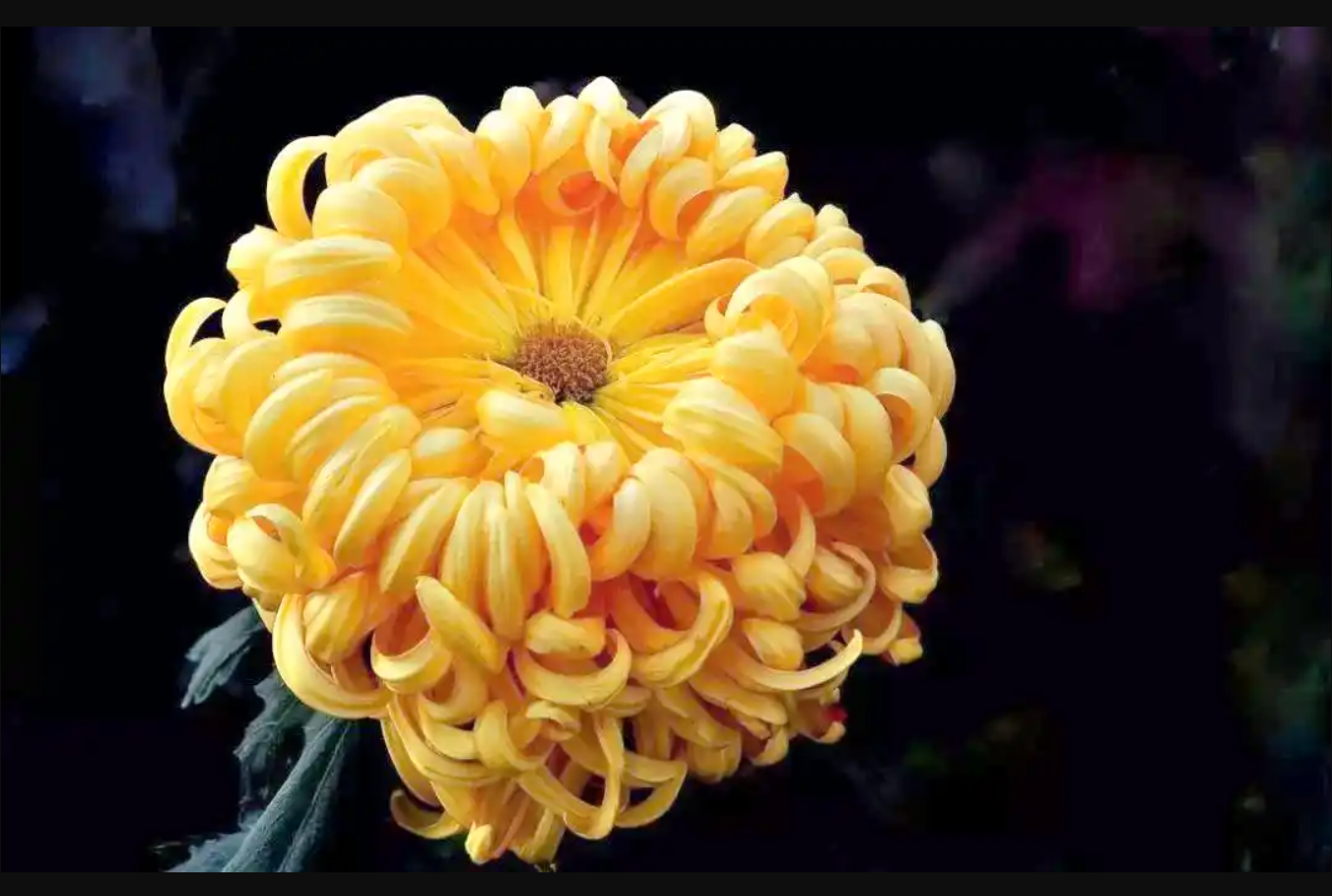 Hoa cúc vàng khoe sắc trong nắng sớm, biểu tượng của sự thanh cao, trường thọ và nguồn năng lượng tích cực cho người mệnh Mộc. Ảnh: Baidu