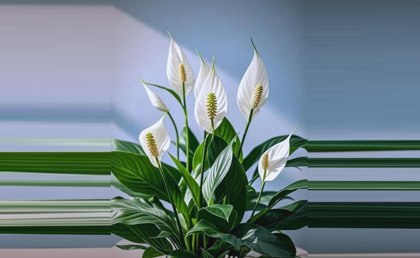 ‘Cánh buồm trắng’ của Lan Ý nổi bật giữa lá xanh, vừa mang giá trị thẩm mỹ vừa giúp lọc không khí và cân bằng năng lượng trong không gian sống. Ảnh: Baidu