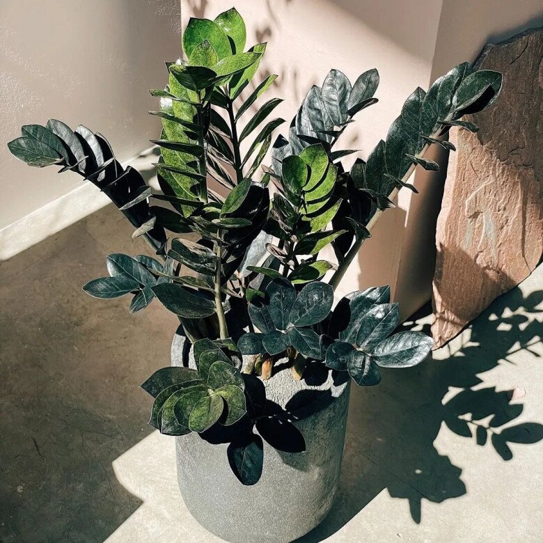 Cây kim tiền thích nhất amp;#34;món ăn vặtamp;#34; này, bón đúng cách chồi mới mọc lên tua tủa, một chậu biến thành nhiều chậu - 1