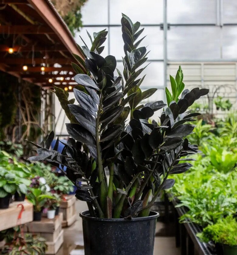 Cây kim tiền thích nhất amp;#34;món ăn vặtamp;#34; này, bón đúng cách chồi mới mọc lên tua tủa, một chậu biến thành nhiều chậu - 2