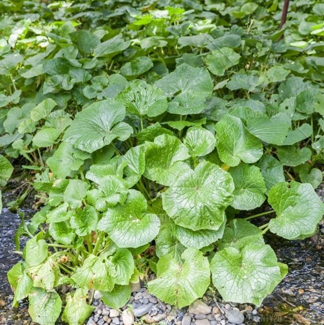 Năm 2020, cây wasabi đã được trồng thành công ở Việt Nam, sản phẩm thu hoạch được bán vào các nhà hàng Nhật Bản và nhà hàng hải sản cao cấp với giá 6 triệu đồng/kg