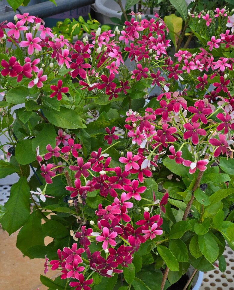 Loài hoa rực rỡ hơn hoa giấy, thơm ngọt ngào như socola, nở suốt 3 mùa cả nghìn bông, trồng trước nhà sẽ mang tới điềm lành - 3