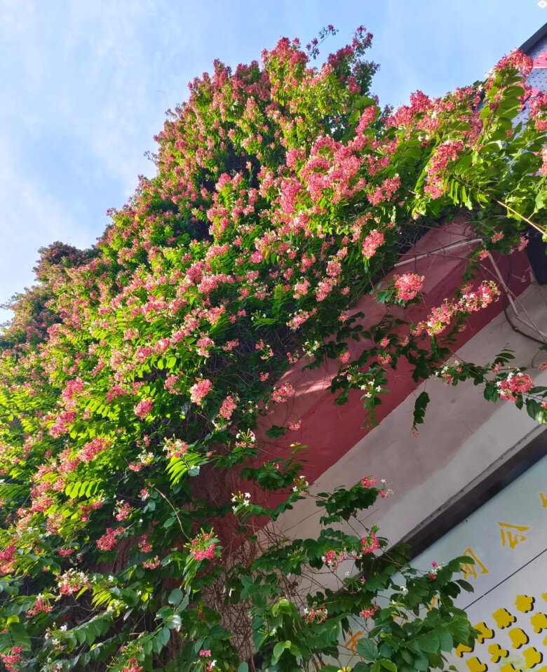 Loài hoa rực rỡ hơn hoa giấy, thơm ngọt ngào như socola, nở suốt 3 mùa cả nghìn bông, trồng trước nhà sẽ mang tới điềm lành - 6