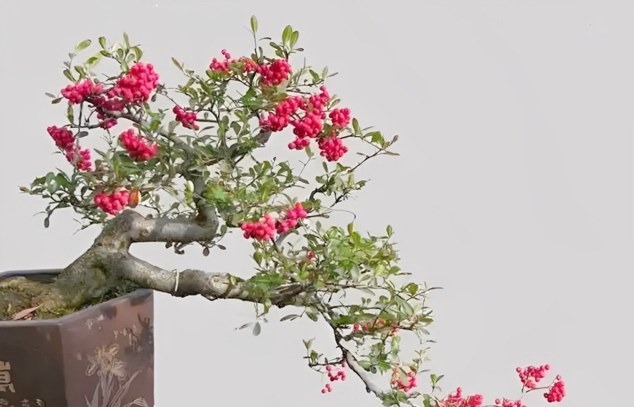 Táo gai đỏ với quả đỏ rực - biểu tượng cho sự nghiệp thăng tiến, may mắn và vượng khí của người mệnh Hỏa. Ảnh: Baidu