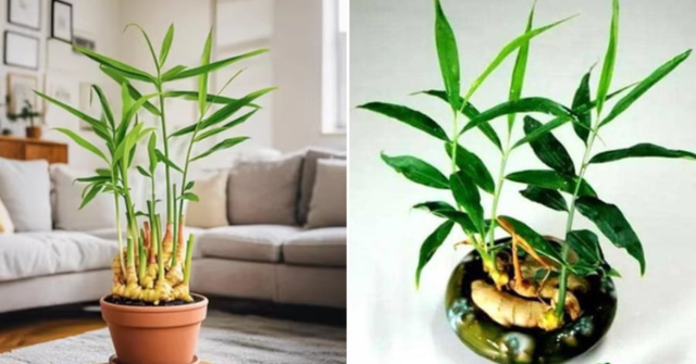 Với gừng thủy sinh cần thay nước sạch 2–3 ngày/lần. Ảnh internet