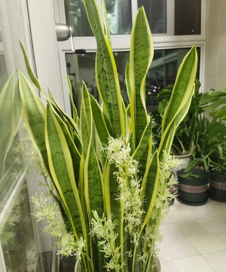 Cây lưỡi hổ vào mùa đông có 4 “nỗi sợ”, tránh được chậu nào cũng xanh mướt, lá dày khỏe, hoa nở gọi lộc - 3