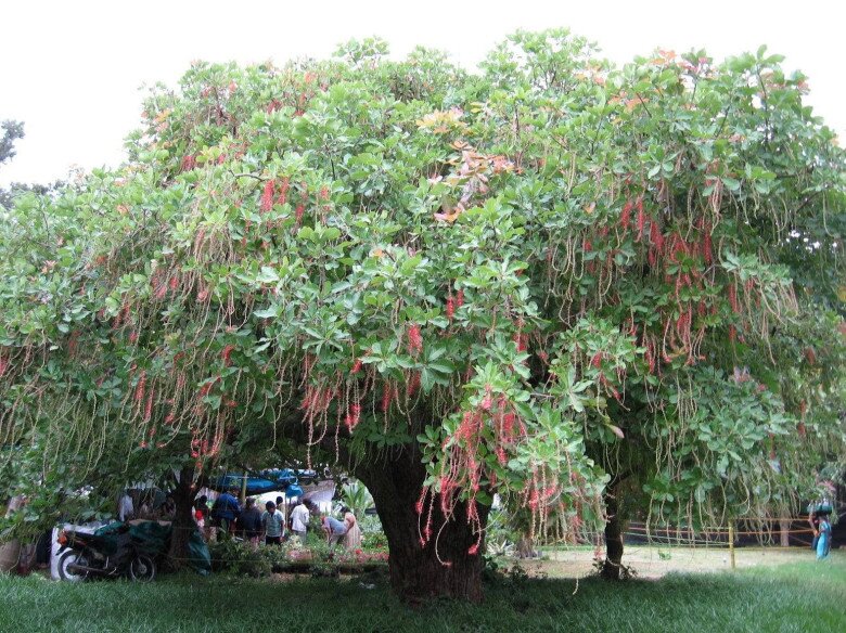 Người thuộc 2 mệnh này trồng cây lộc vừng như chôn vàng trong sân, cây càng tốt gia đình càng đại phú đại quý - 2