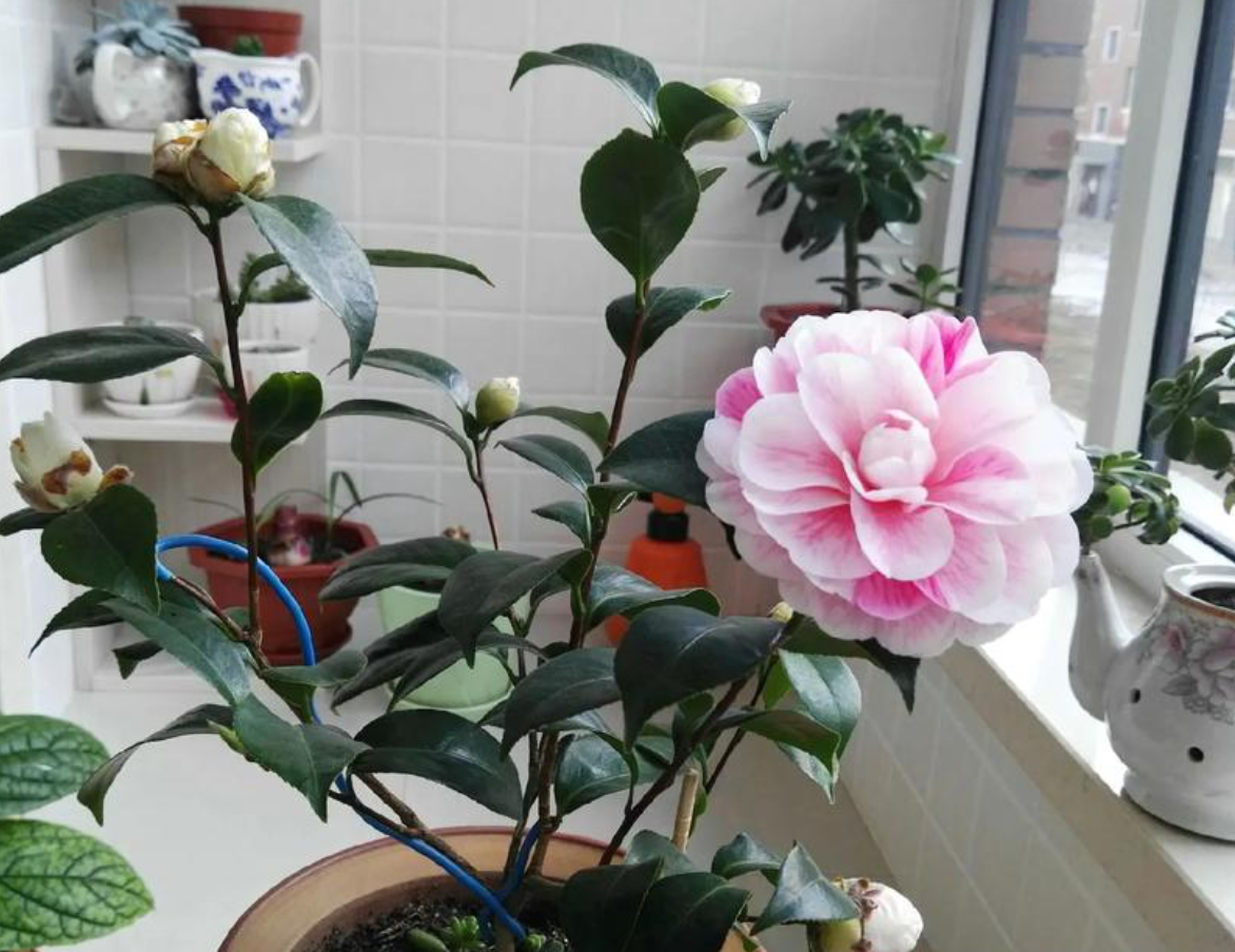 Trong phong thủy phương Đông, Hoa trà tượng trưng cho thịnh vượng, viên mãn và giúp hóa giải năng lượng xấu trong nhà. Sắc hoa rực rỡ của trà không chỉ tô điểm cho không gian thêm sinh động mà còn mang ý nghĩa thu hút tài lộc và may mắn.