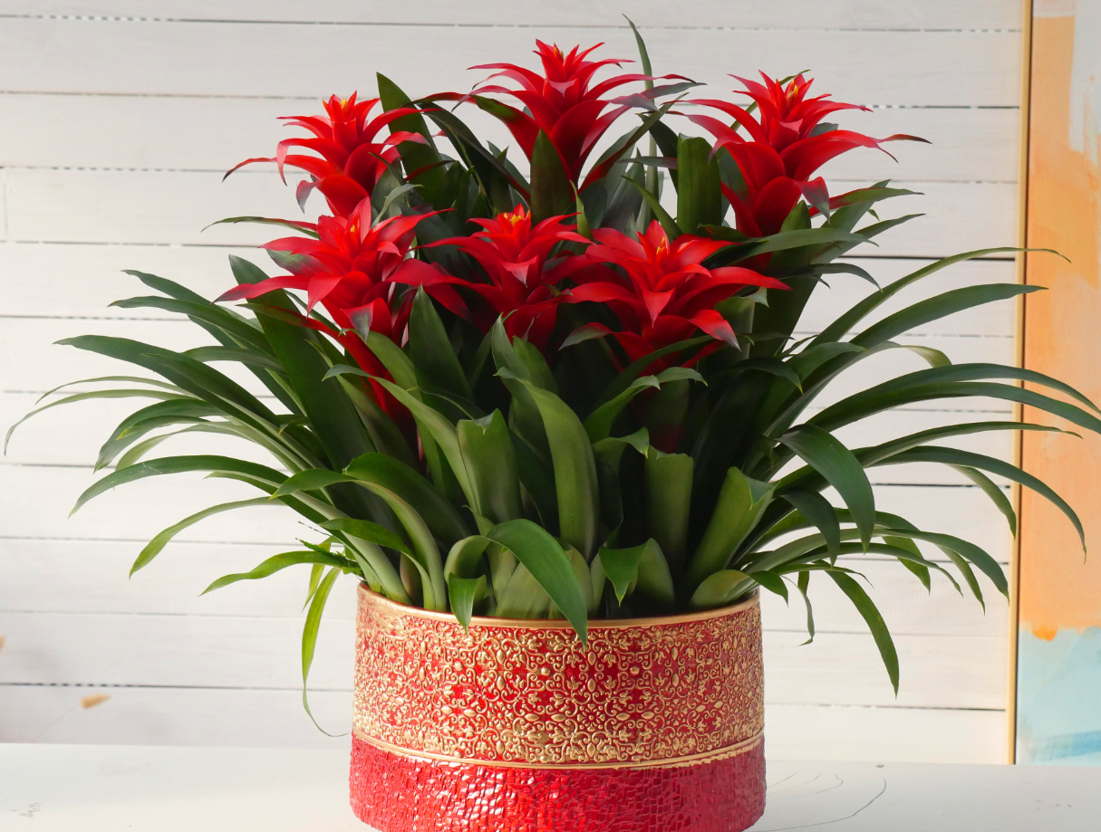 Ngoài ra, cây còn có tác dụng lọc không khí, giảm bụi và khí độc, mang lại môi trường sống trong lành. Chính vì vậy, Hồng vận không chỉ là vật phẩm phong thủy, mà còn là biểu tượng cho tinh thần lạc quan và năng lượng sống tích cực.