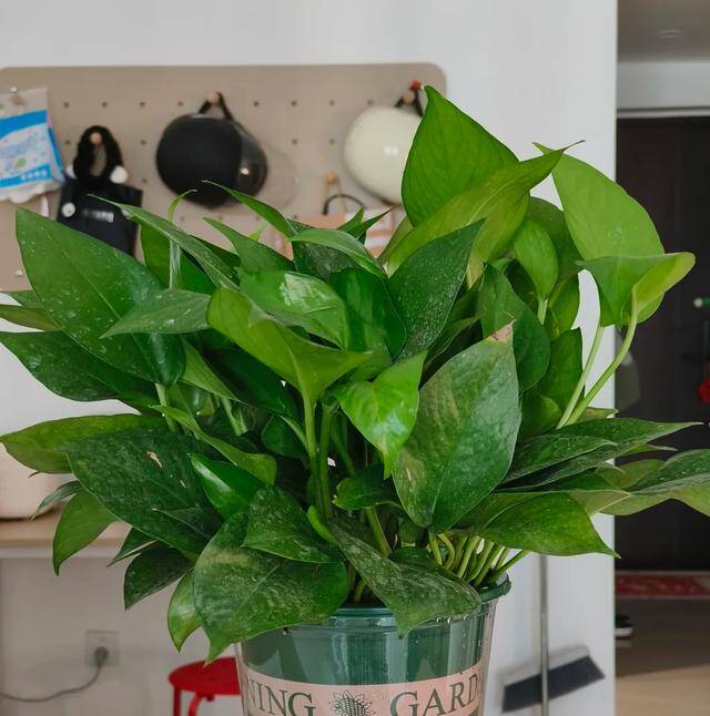 Mùa đông trầu bà có 3 “nỗi sợ”, làm đúng cây dài cả mét, lá xanh như bôi mỡ - 1