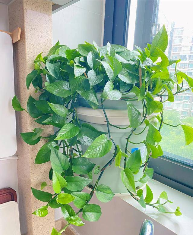 Mùa đông trầu bà có 3 “nỗi sợ”, làm đúng cây dài cả mét, lá xanh như bôi mỡ - 2