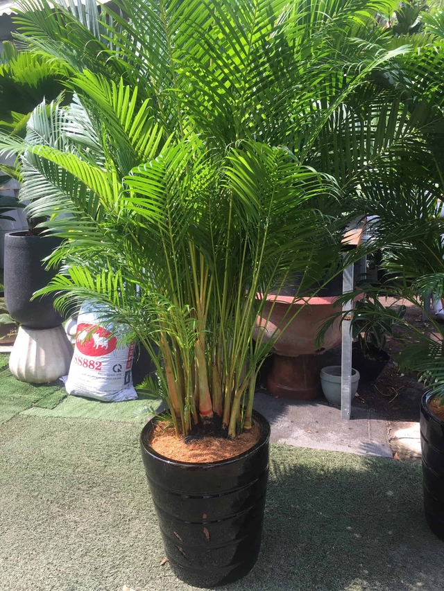 Cau cảnh là một trong những loại cây phong thủy thích hợp trồng trước cửa nhà.