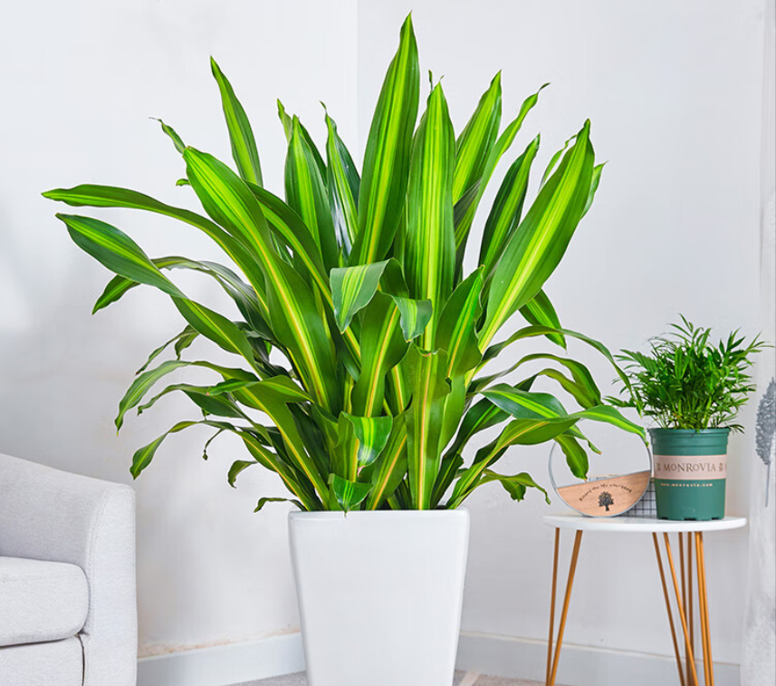 Thiết mộc lan với lá xanh tươi, hình dáng thanh thoát, mang đến sự tươi mới. Ảnh: Baidu