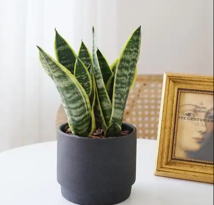 Lưỡi hổ có khả năng hóa giải sát khí, cân bằng năng lượng. Ảnh: Baidu