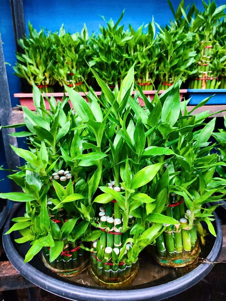 Mùng 1 người thuộc 2 mệnh này đặt trúc phát tài lên bàn thờ sẽ cải vận, từ giờ đến cuối năm làm gì cũng thuận - 6