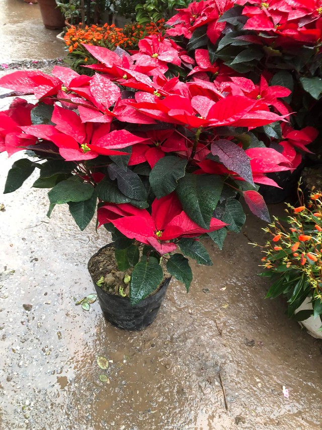 Trạng nguyên là cây có ý nghĩa phong thủy tốt. Ảnh HM