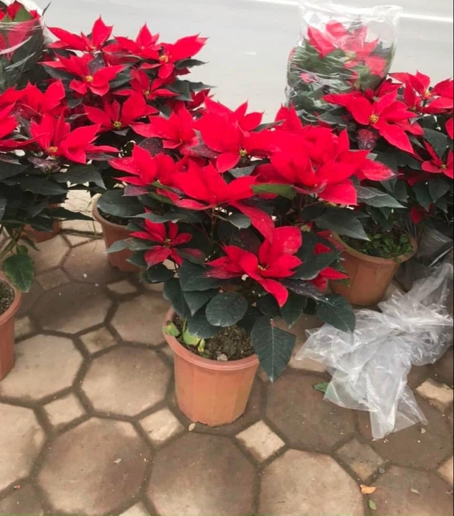 Trạng nguyên trồng từ thời điểm thu đông, Tết càng đẹp. Ảnh HM