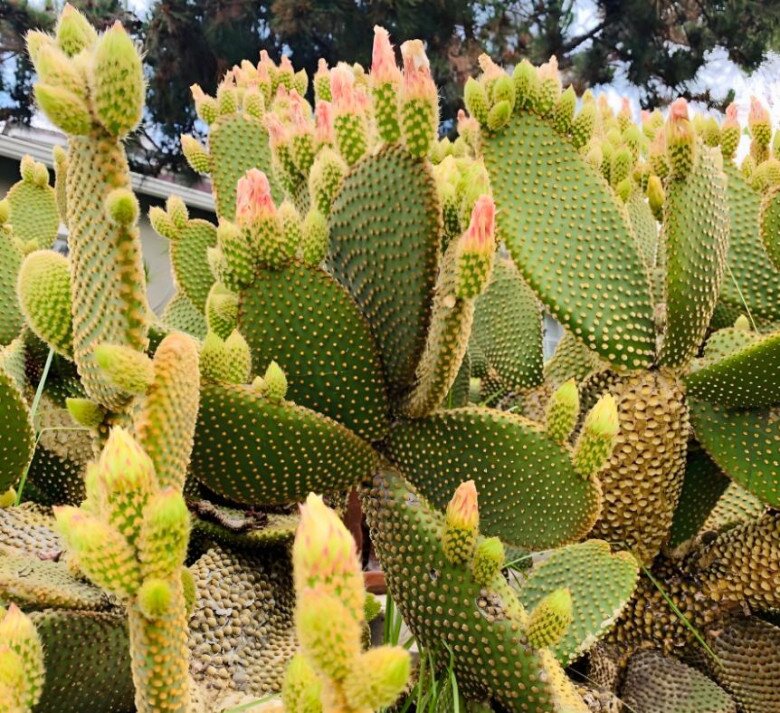 5 loại hoa tưởng là “bùa hộ mệnh”, ai ngờ trồng trong nhà lại hại thân, người xưa dặn cần cẩn thận - 1