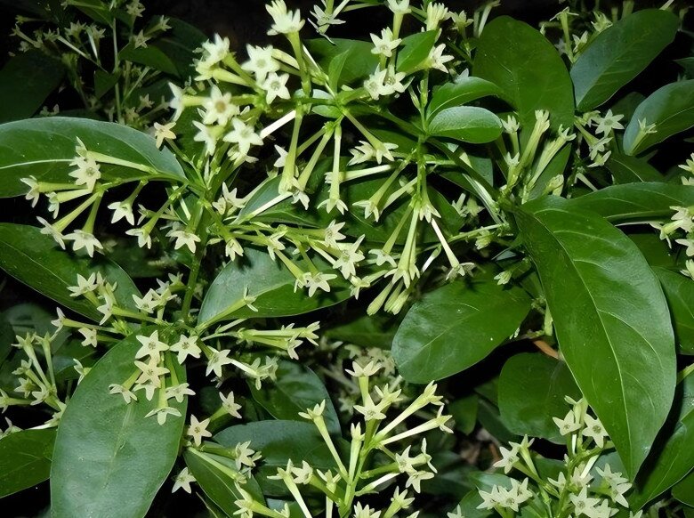 5 loại hoa tưởng là “bùa hộ mệnh”, ai ngờ trồng trong nhà lại hại thân, người xưa dặn cần cẩn thận - 2