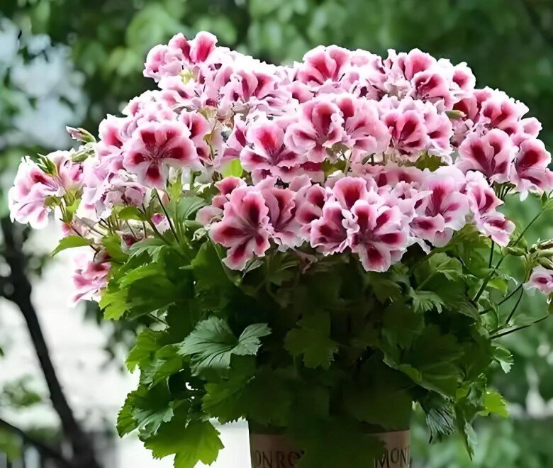 5 loại hoa tưởng là “bùa hộ mệnh”, ai ngờ trồng trong nhà lại hại thân, người xưa dặn cần cẩn thận - 5