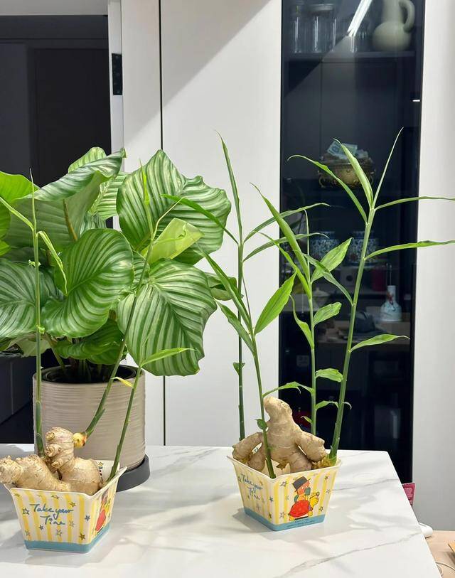 Trồng gừng hút lộc trong nhà theo quy tắc “2 ít -1 đều”, 7 ngày liền nảy mầm, lá đẹp hơn trúc - 1