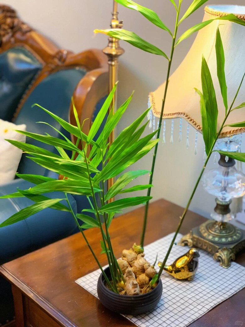 Trồng gừng hút lộc trong nhà theo quy tắc “2 ít -1 đều”, 7 ngày liền nảy mầm, lá đẹp hơn trúc - 2